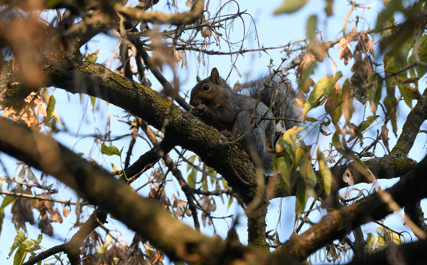 Sciurus carolinensis [400 mm, 1/500 sec at f / 8.0, ISO 1600]